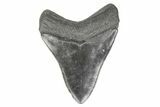 Fossil Megalodon Tooth - South Carolina #190217-2